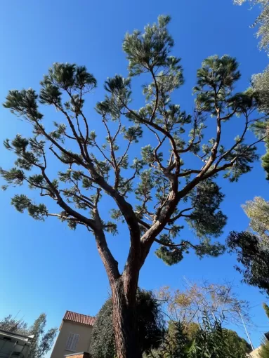 Elagage de pins dans un propriété privée à Ajaccio, Ajaccio, Rivière Paysagiste