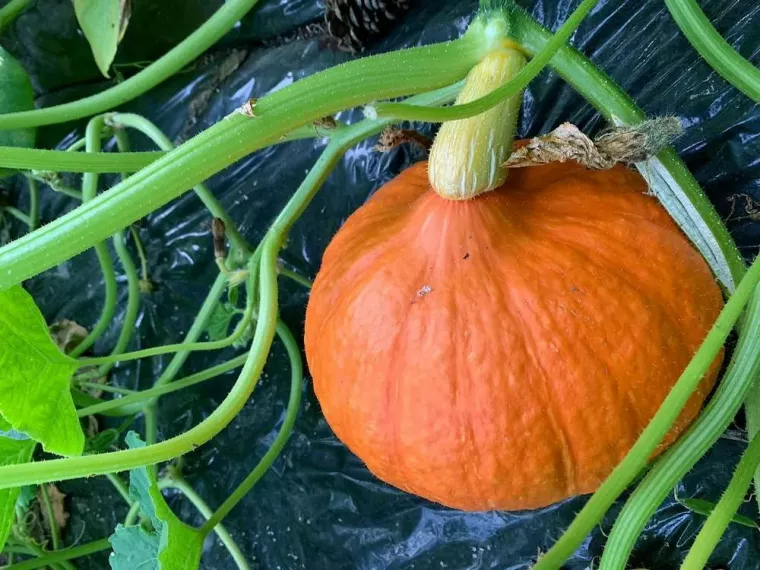 En plus de sa création, nos paysagistes s’occupent de l’entretien de votre potager, Ajaccio, Rivière Paysagiste
