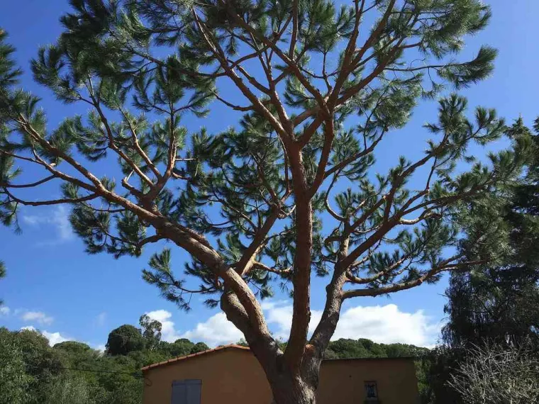 Une taille d’arbre adaptée à la situation : taille douce ou de formation, Ajaccio, Rivière Paysagiste