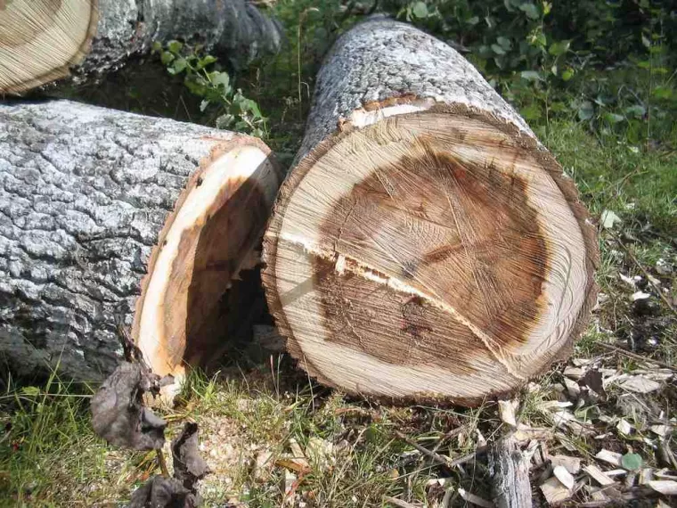 Découvrez la technique d’abattage d’arbres par démontage, Ajaccio, Rivière Paysagiste