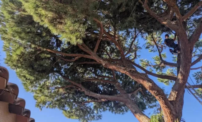 Elagage de pins dans un propriété privée à Ajaccio, Ajaccio, Rivière Paysagiste