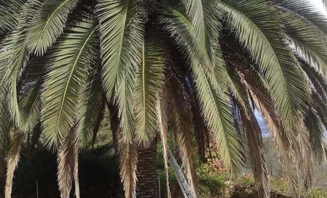 Élagage et abattage d'arbres, Ajaccio, Rivière Paysagiste