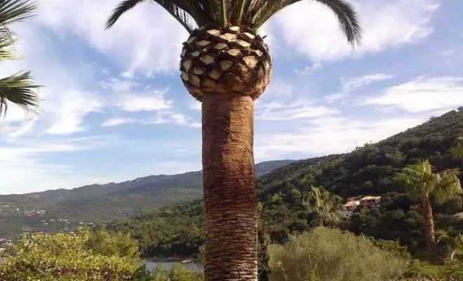 Élagage et abattage d'arbres, Ajaccio, Rivière Paysagiste
