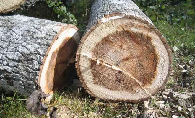 Élagage et abattage d'arbres, Ajaccio, Rivière Paysagiste