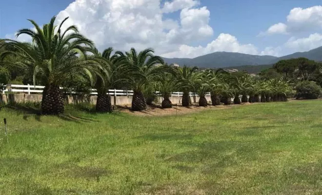 Gazon naturel, Ajaccio, Rivière Paysagiste