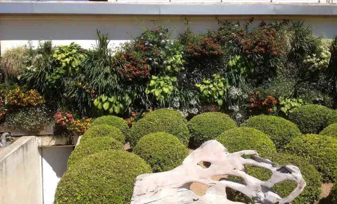 Mur végétalisé, Ajaccio, Rivière Paysagiste