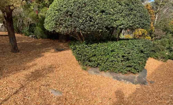 Taille de haie et tonte de pelouse, Ajaccio, Rivière Paysagiste